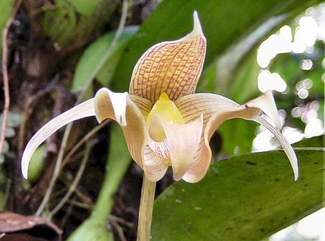 DSC05163_Orchidee04.jpg