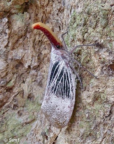 Dsc05371_LanternBug_VT.jpg