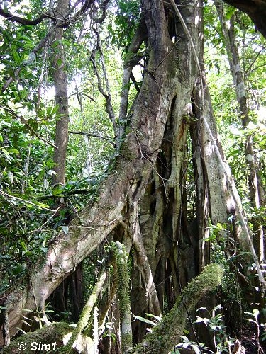 Dsc05741_Strangled_tree_VT.jpg