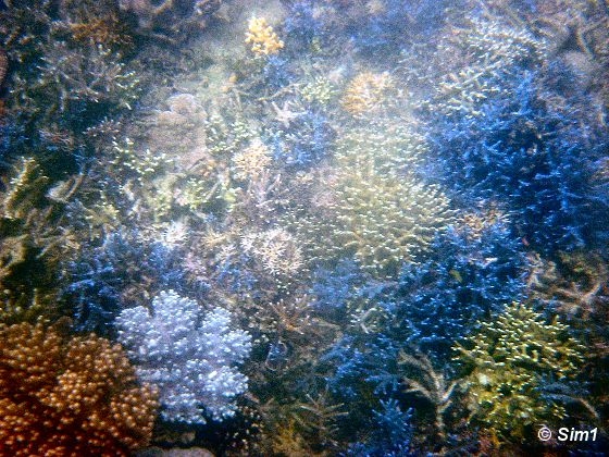 Dsc06173_UnderWater_VT.jpg