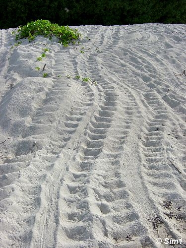 Dsc06184_Turtle_Tracks_VT.jpg