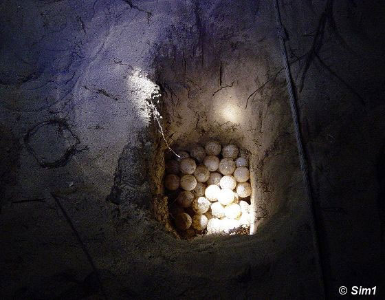 Dsc06234_Turtle_egg_in_nest_VT.jpg