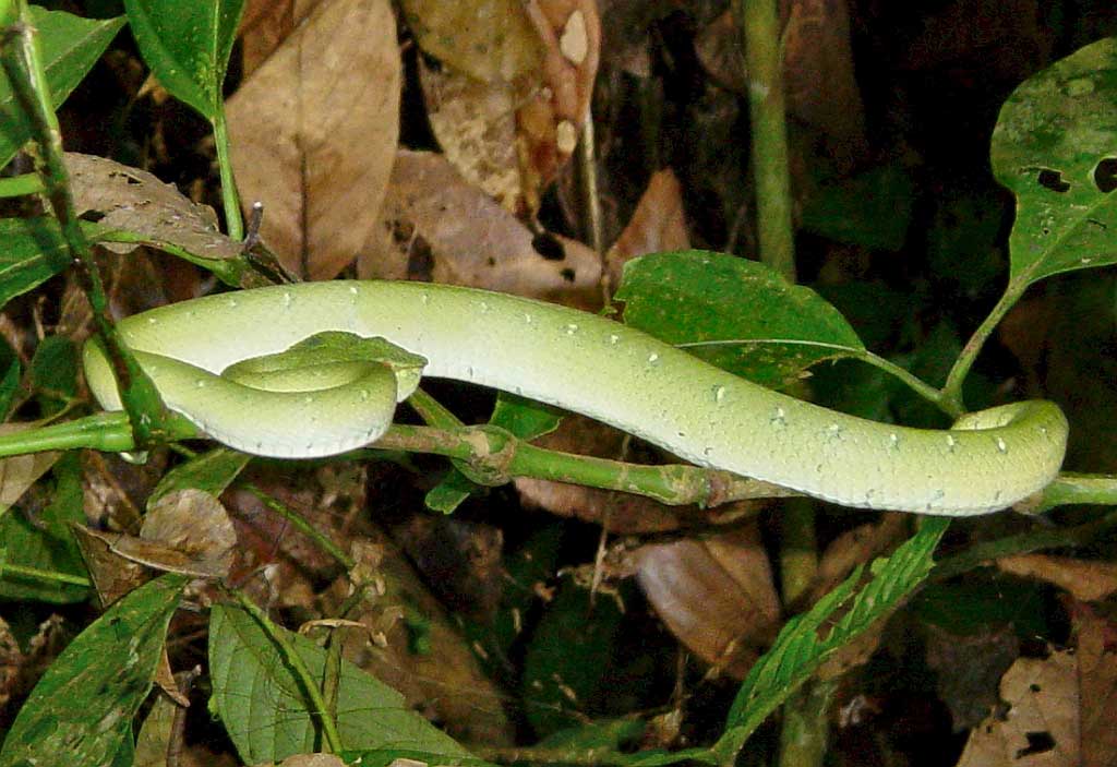 Dsc06262_xxx_Viper_snake.jpg