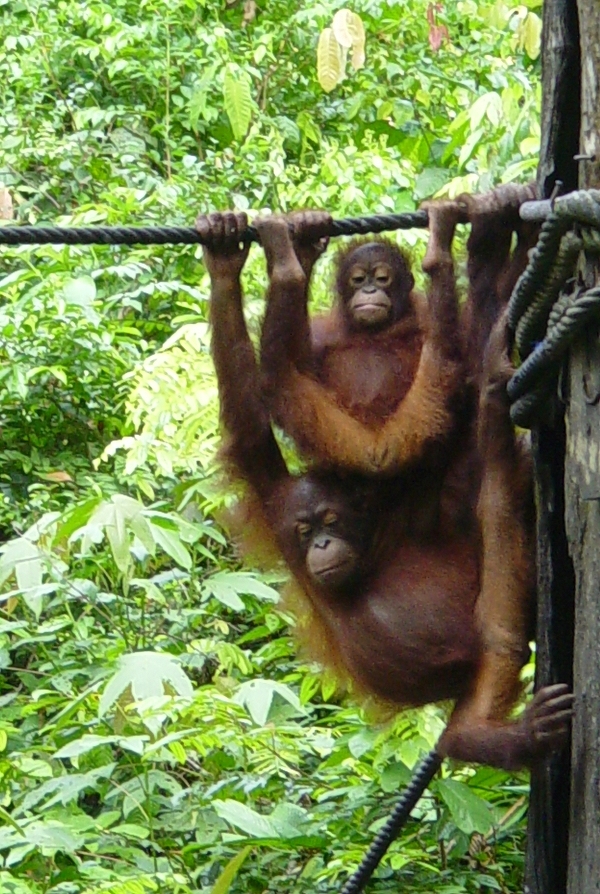 OrangUtan01.jpg