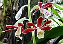 DSC05175_Orchidee10